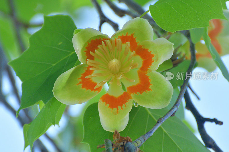 郁金香树花/鹅掌楸郁金香花